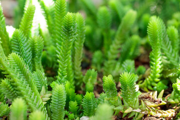 Tropical growing green succulent leaves nature texture pattern