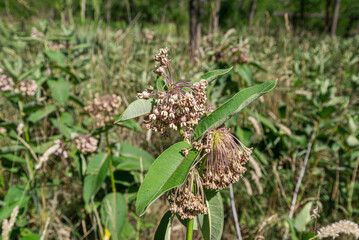 common milkweed flower in nature
