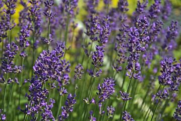 blooming lavender plants and pollinating bees