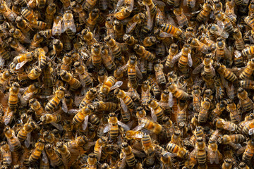 Colony of western honey bees full frame close up as background