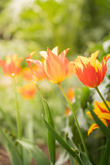 red and yellow tulips