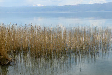 Lake Ohrid with aquatic reeds