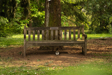 squirrel under a bench