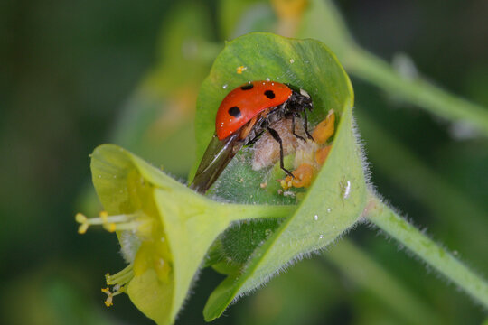 An Asian ladybug (Harmonia axyridis) guarding the coccoon of its parasite, a braconid wasp (Dinocampus coccinellae)
