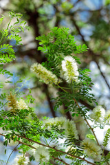 Tropical growing flower with green leaves nature texture pattern