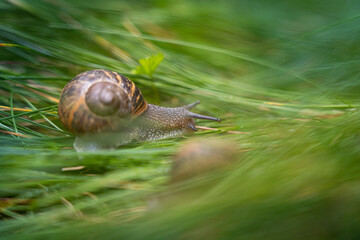 snail on a leaf