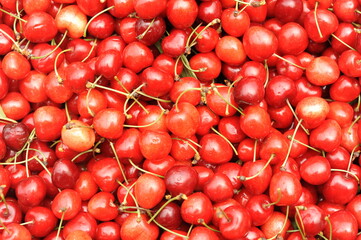 Fresh, juicy, raw, organic, natural sweet cherries fruits on a pile after harvest in summer