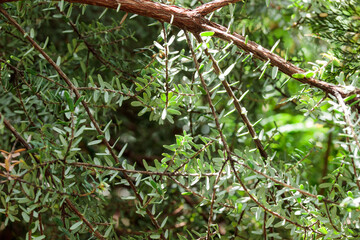 Tropical growing green leaves nature texture pattern