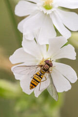 Drobny bzyg na białym kwiatku