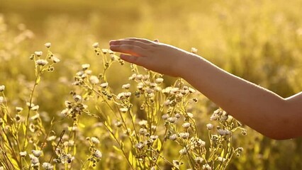 child girl hand running through wild meadow field on sunset light. Female hand touching wild flowers close up. Summertime concept. Enjoying nature. Slow motion footage.