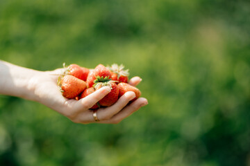 ripe home-grown strawberries in the hands of a young girl who had just plucked them from a bed in the garden