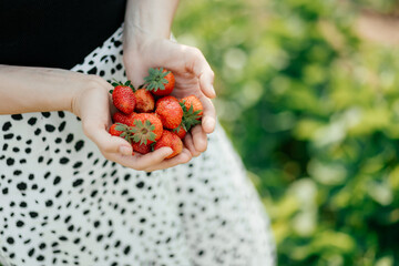 ripe home-grown strawberries in the hands of a young girl who had just plucked them from a bed in...