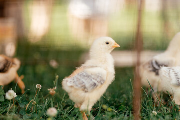 little chickens behind a net are walking outside on a sunny summer day
