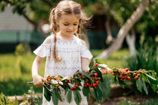 a little girl tastes the berries of a ripe cherry or cherry, which she holds on a branch in her hand