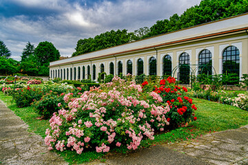  Rose garden near the royal villa of Monza Lombardy Italy