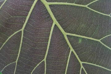 close up of sprouts