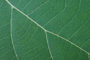 green leaf texture