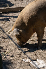 pig in the mud