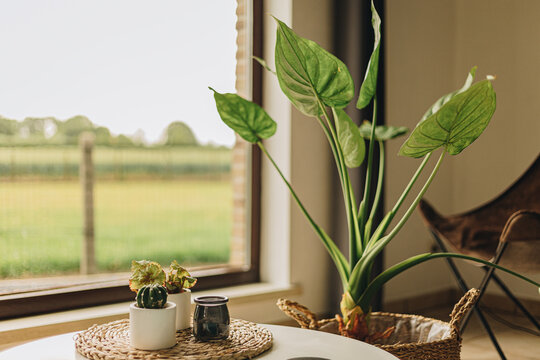 Zulte, belgium 2022-06-20: the village Zulte of the country belgium during the summer