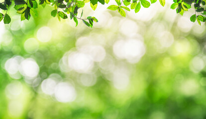 Fototapeta na wymiar Fresh and green leaves green bokeh on nature abstract blur background green bokeh from tree.Mock up for display. montage of product,Banner or header for advertise on social media,Spring and Summer.