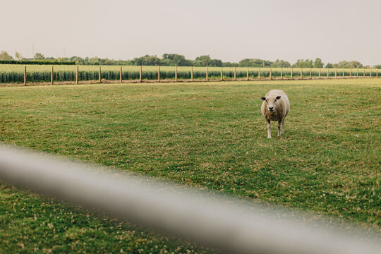 Zulte, belgium 2022-06-20: the village Zulte of the country belgium during the summer