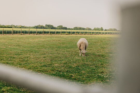 Zulte, belgium 2022-06-20: the village Zulte of the country belgium during the summer