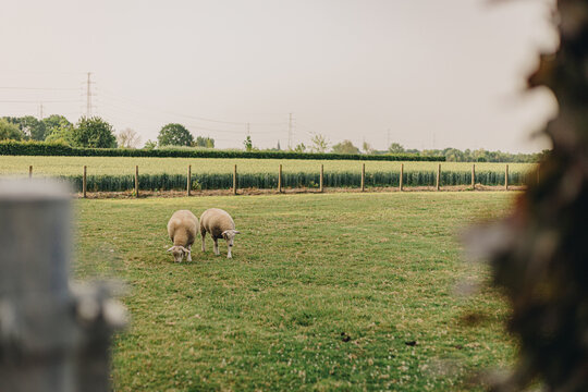 Zulte, belgium 2022-06-20: the village Zulte of the country belgium during the summer