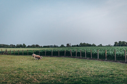 Zulte, belgium 2022-06-20: the village Zulte of the country belgium during the summer