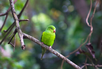 Maritaca on a tree branch in the middle of the forest