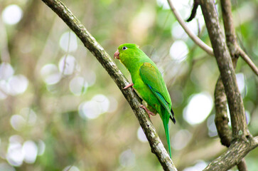 Maritaca on a tree branch in the middle of the forest