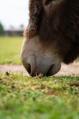 Fototapeta premium donkey eating grass