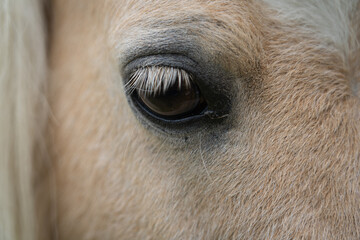 eye of a horse