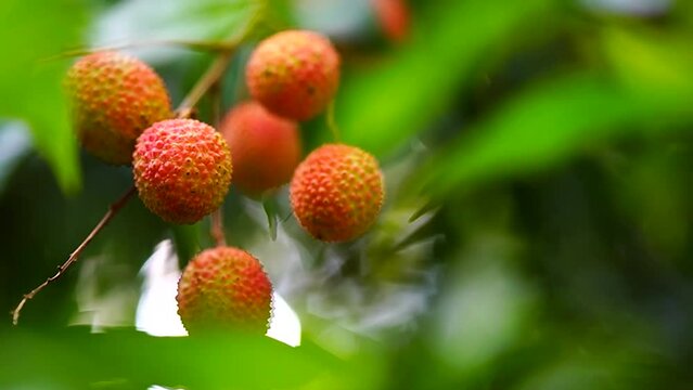 red and sweet lychee on tree