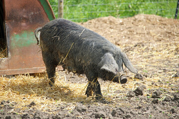Black pig in a farmyard