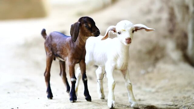 cute baby of goat brown and white
