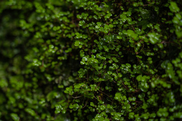 green moss background