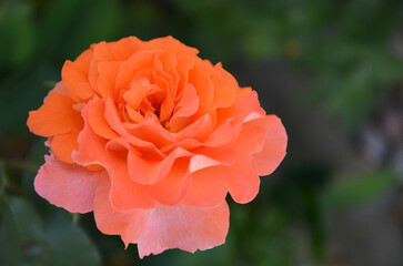 Orange Rosenblüte im Garten