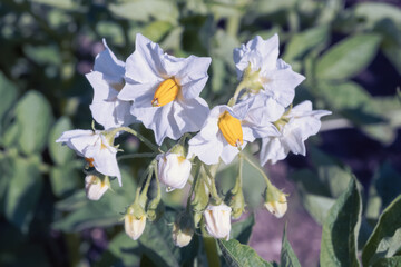 Flowering potato vegetable cultivated in farm garden. Organic edible root vegetable white flowe