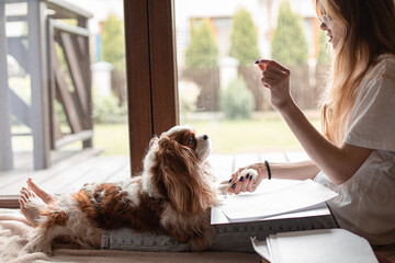 Side view of young woman sitting with dog Cavalier King Charles spaniel, holding dog food, putting...