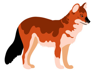 vector illustration of a dhole/Asian wild dog on white background	