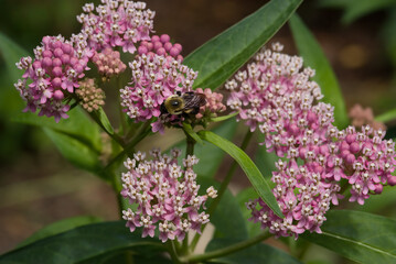 Bumblebee feeding on flowers of a Swamp Milkweed (Asclepias incarnata) in a garden in Michigan in June