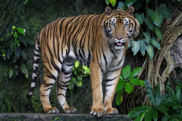 Close up Indochinese tiger is beautiful animal and dangerous in forest
