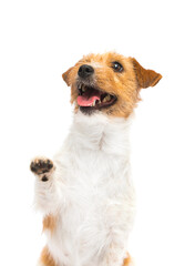 dog gives a paw on a white background