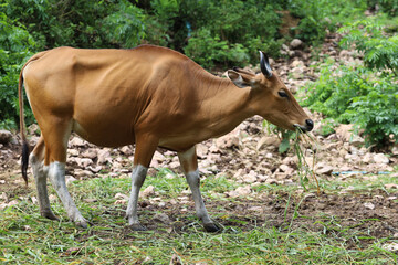 Obraz na płótnie Canvas The female red cow in nature garden