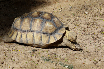 Obraz premium Sulcata tortoise in the garden at thailand