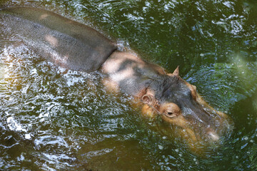 The Big hippopotamus is float in river