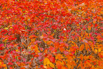 Closeup natural autumn fall view of red orange leaf on blurred background in garden or park, selective focus. Inspirational nature october or september wallpaper. Change of seasons concept
