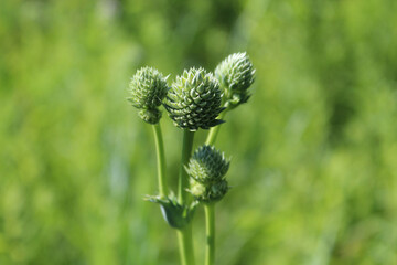 Emerging rattlesnake master blooms in bright sun at Miami Woods in Morton Grove, Illinois