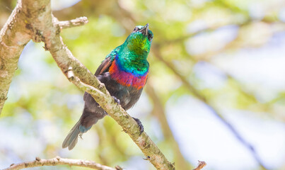 Southern double-collared sunbird (Cinnyris chalybeus) It is a small songbird breeding in South Africa. It is mainly settled, but sometimes migrates to the north.