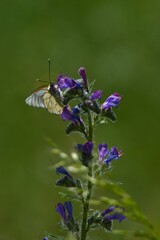 Simbiosis entre Blanca del Majuelo y Paquetequieromañosa